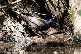 Image of Common Grackle