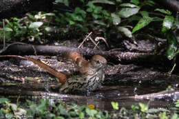 Image of Toxostoma Wagler 1831