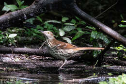 Image of Toxostoma Wagler 1831