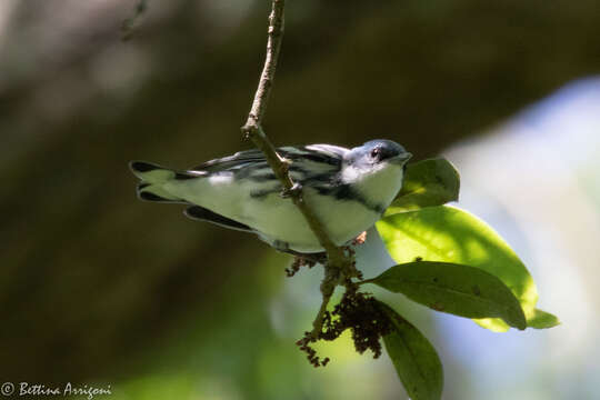 Image of Cerulean Warbler