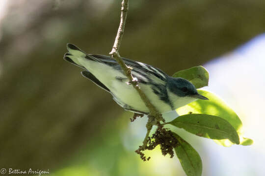 Image of Cerulean Warbler