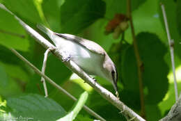 Image of Red-eyed Vireo