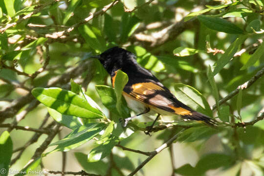 Image of American Redstart