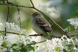 Image of Acadian Flycatcher