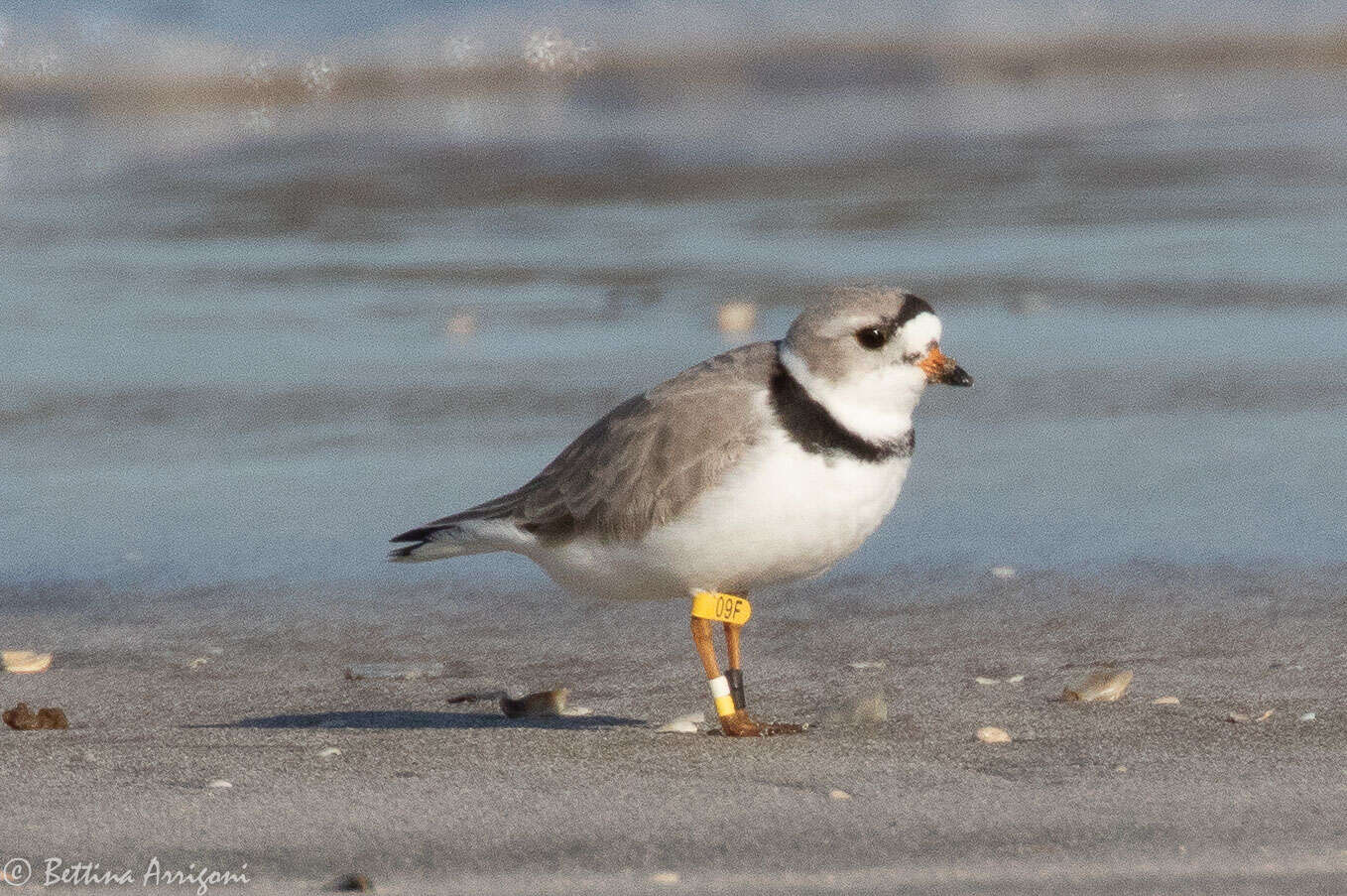 Image of Piping Plover