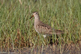 Image of Pectoral Sandpiper