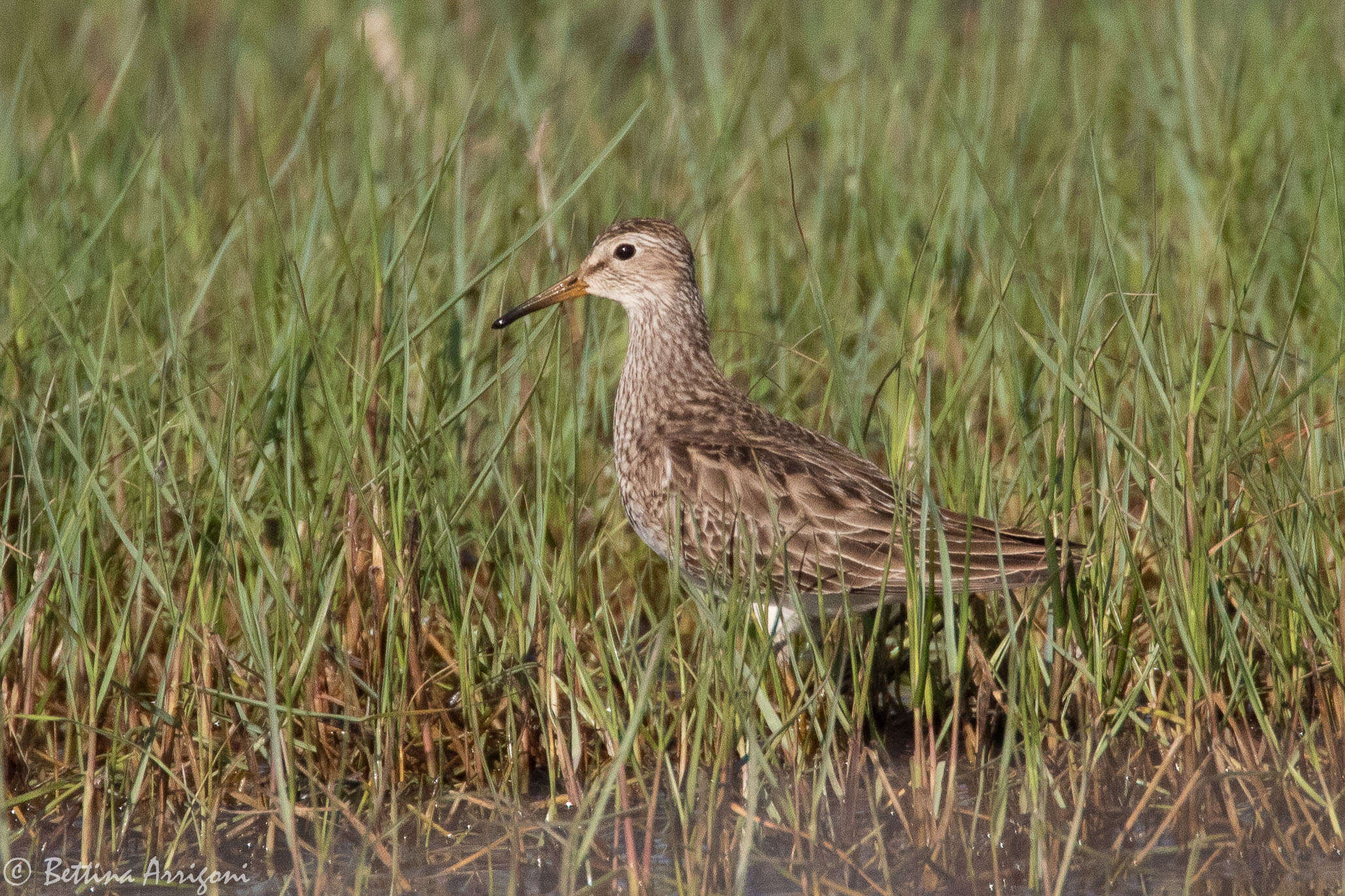 Image of Pectoral Sandpiper