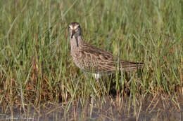 Image of Pectoral Sandpiper