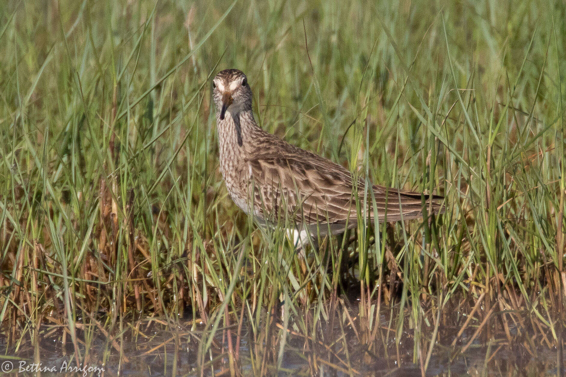 Image of Pectoral Sandpiper