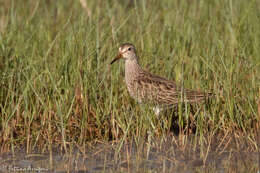 Image of Pectoral Sandpiper