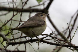 Vireo gilvus (Vieillot 1808) resmi