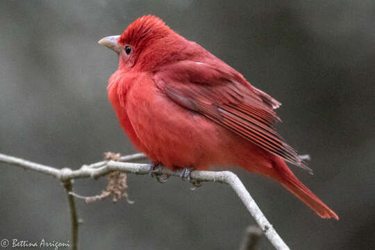 Imagem de Sanhaçu-vermelho