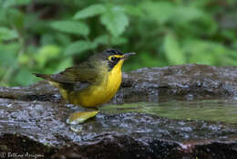 Geothlypis formosa (Wilson & A 1811) resmi