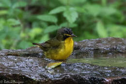 Geothlypis formosa (Wilson & A 1811) resmi