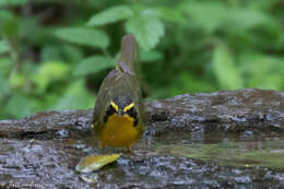 Geothlypis formosa (Wilson & A 1811) resmi