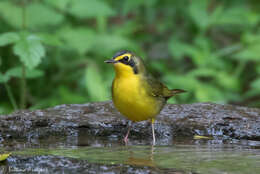 Geothlypis formosa (Wilson & A 1811) resmi