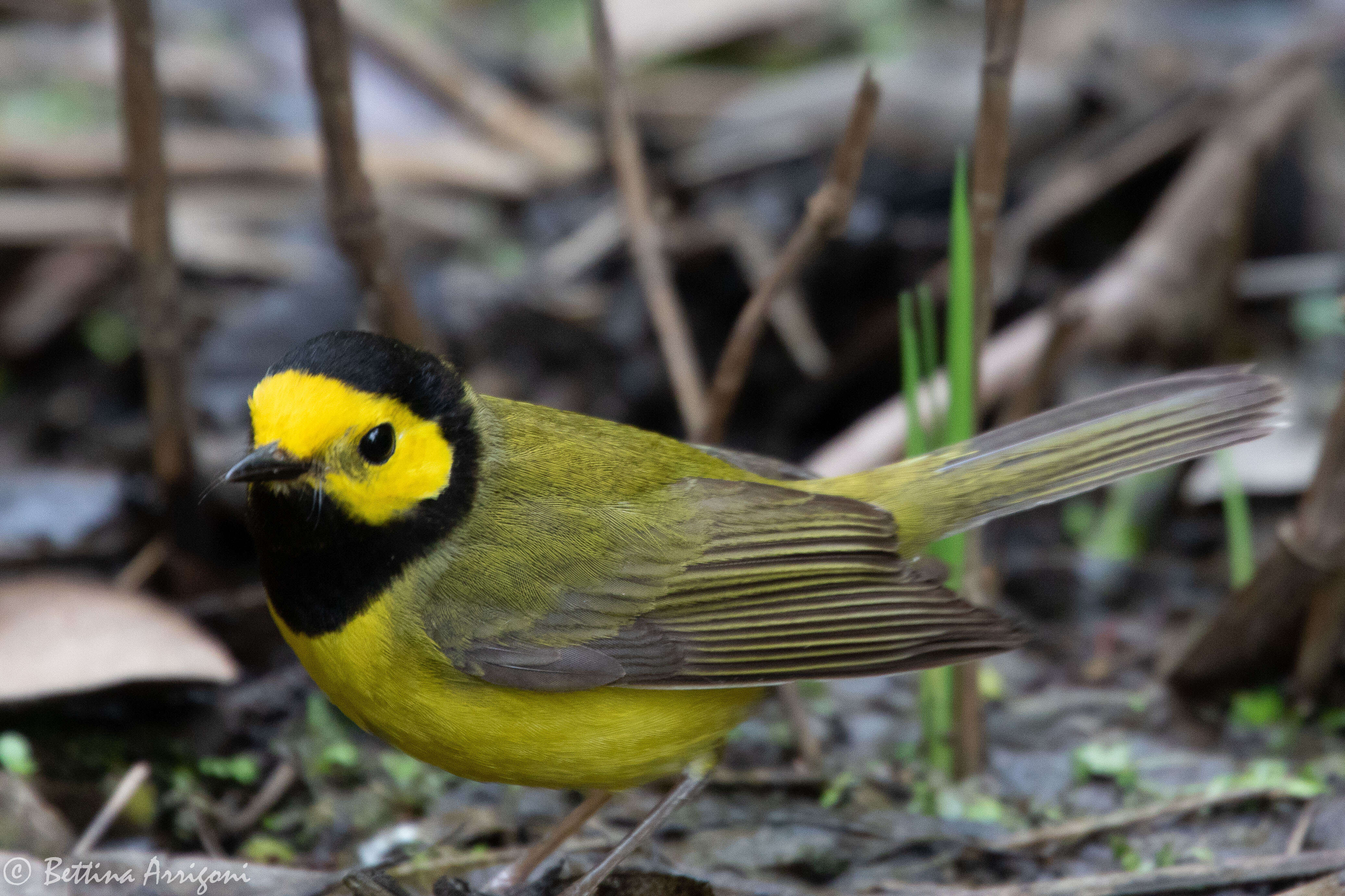 Image of Hooded Warbler