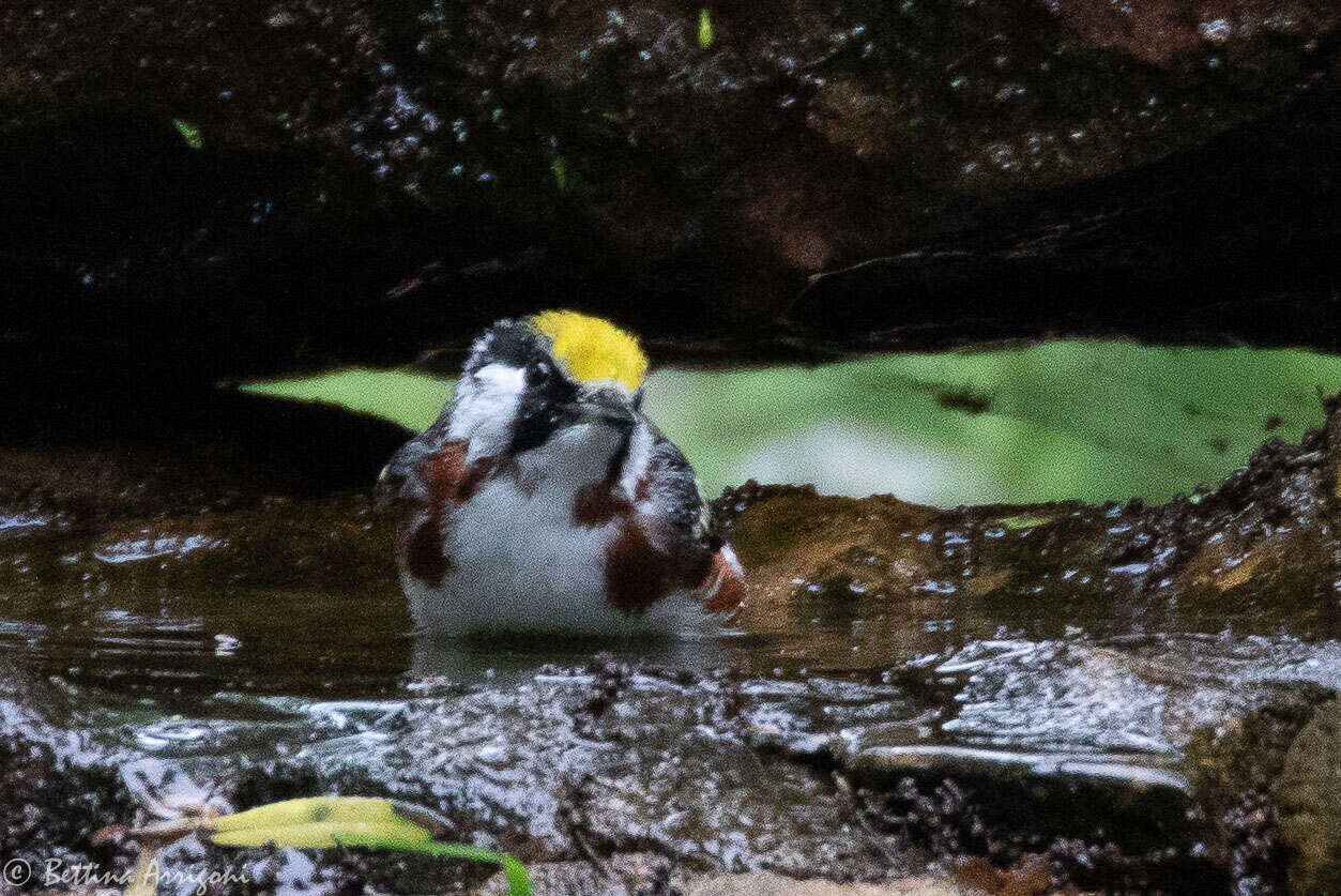 Image of Chestnut-sided Warbler