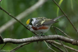 Image of Chestnut-sided Warbler