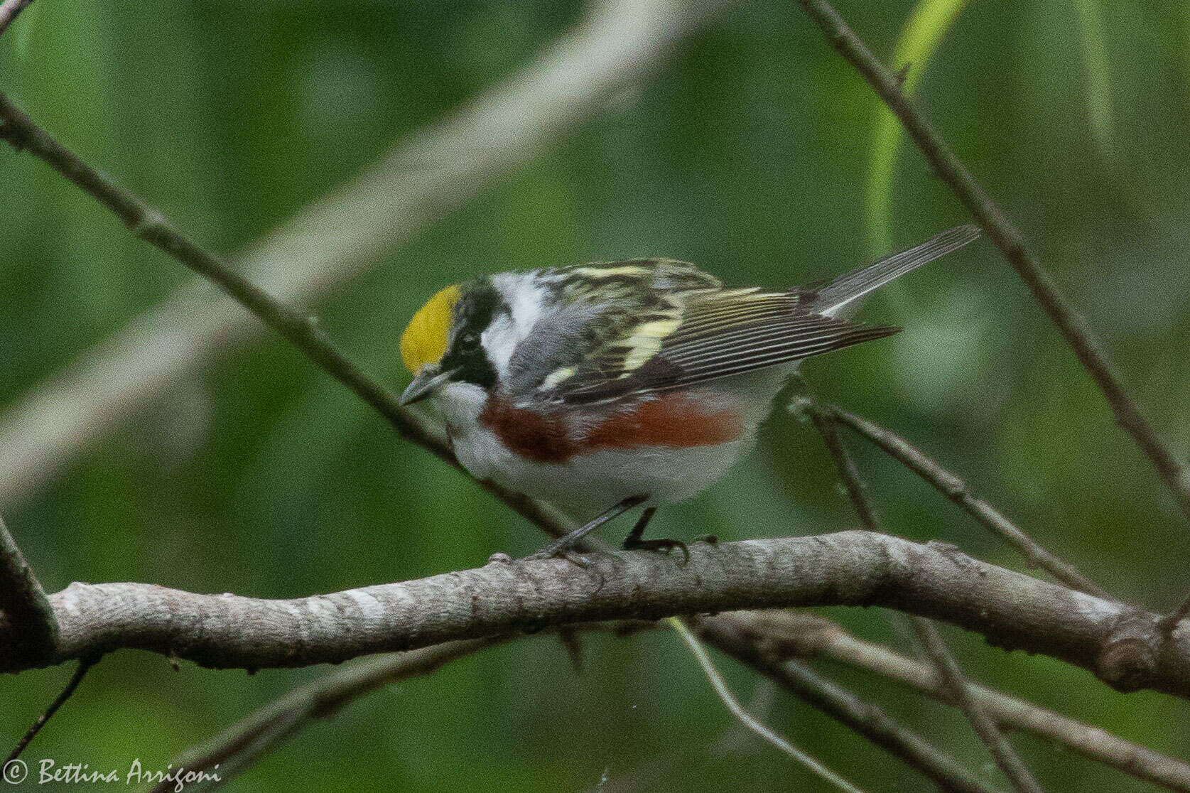 Image of Chestnut-sided Warbler