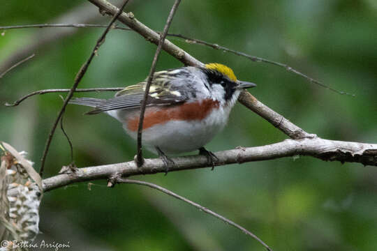 Image of Chestnut-sided Warbler