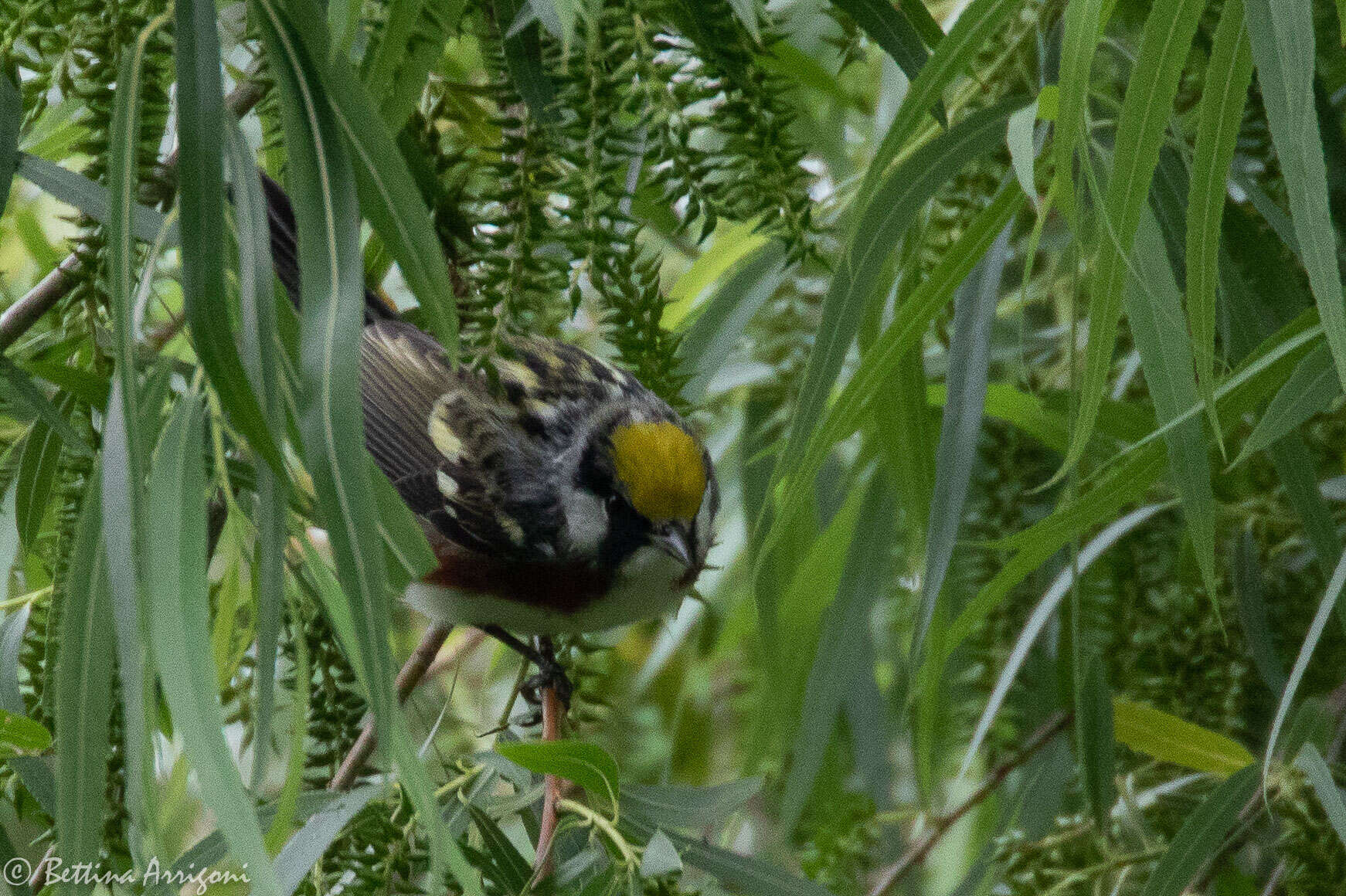 Image of Chestnut-sided Warbler