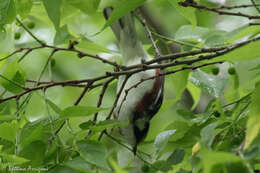 Image of Chestnut-sided Warbler