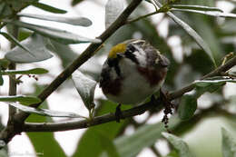 Image of Chestnut-sided Warbler