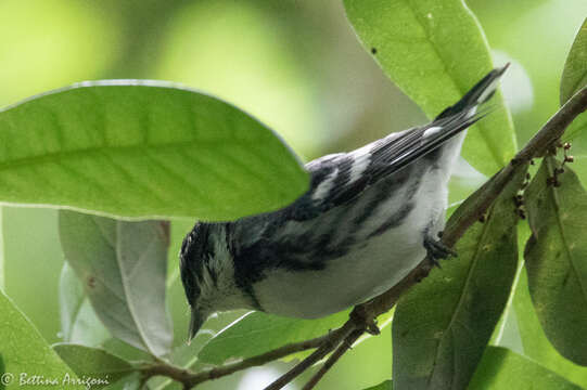 Image of Cerulean Warbler