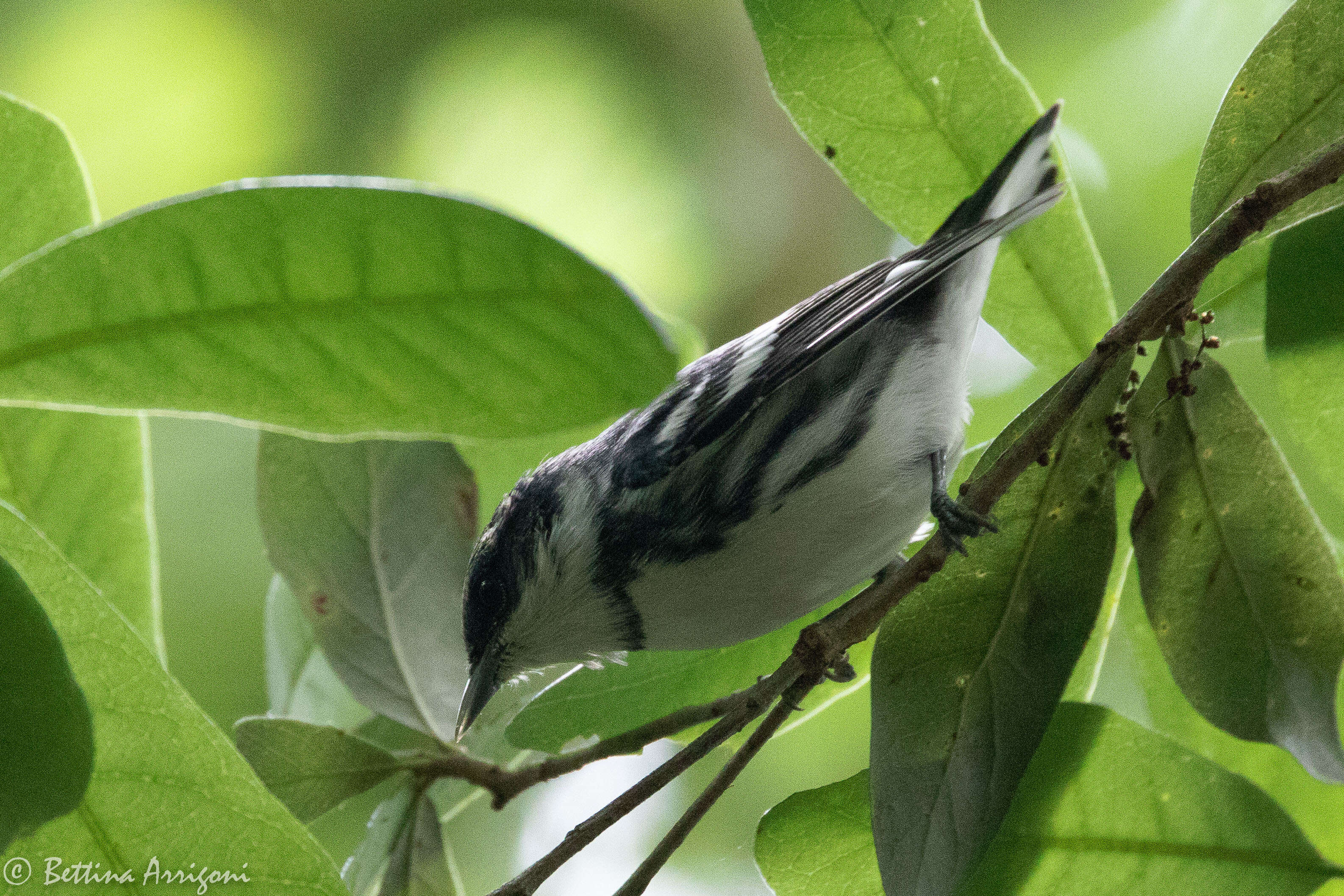 Image of Cerulean Warbler