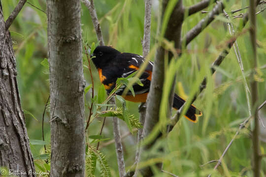 Image of Baltimore Oriole