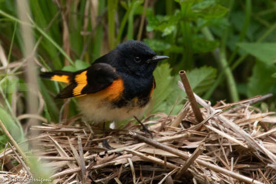 Image of American Redstart