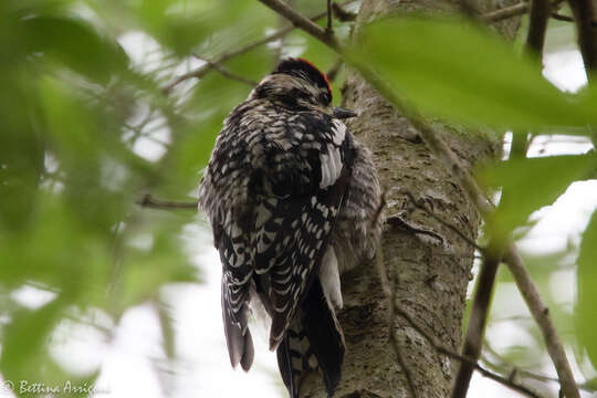 Image of Sapsucker