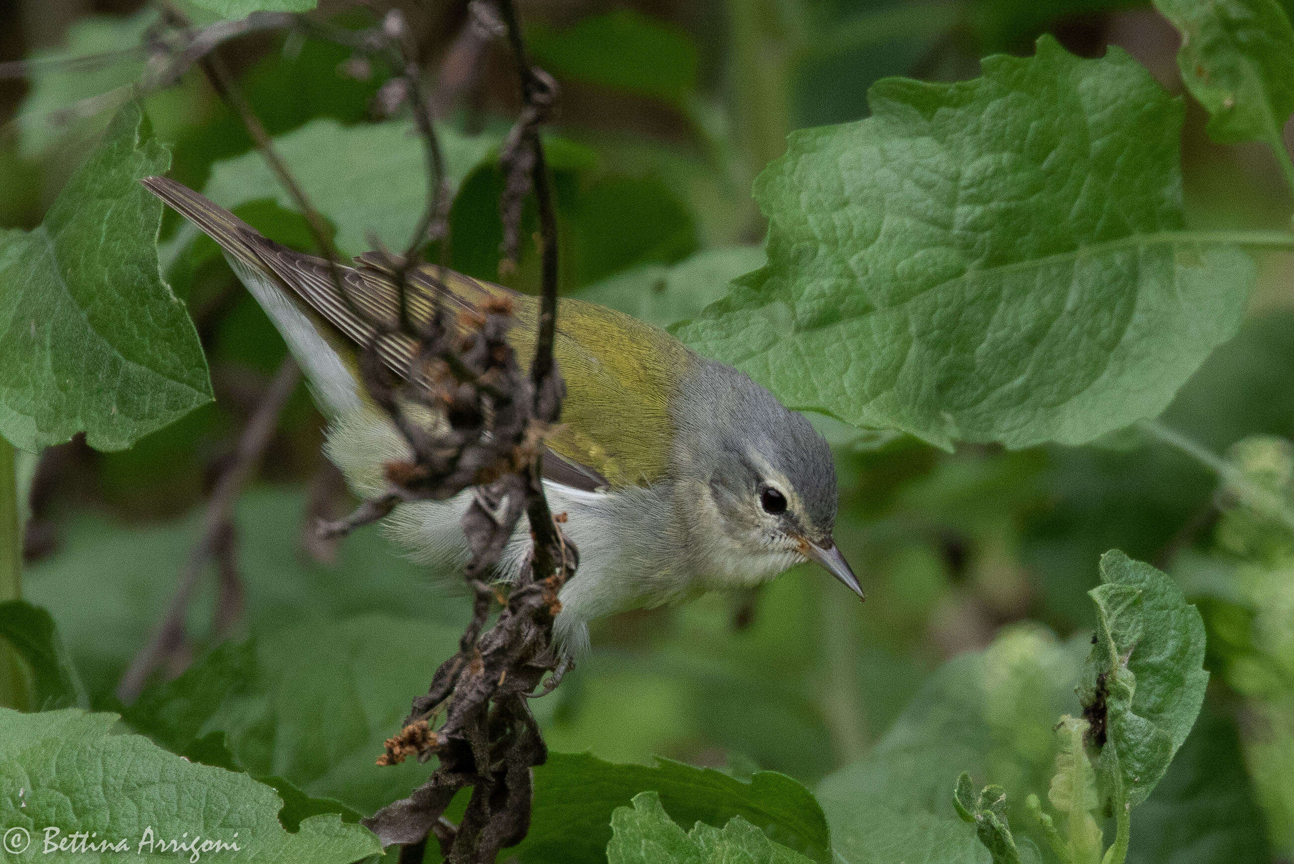 Image of Tennessee Warbler