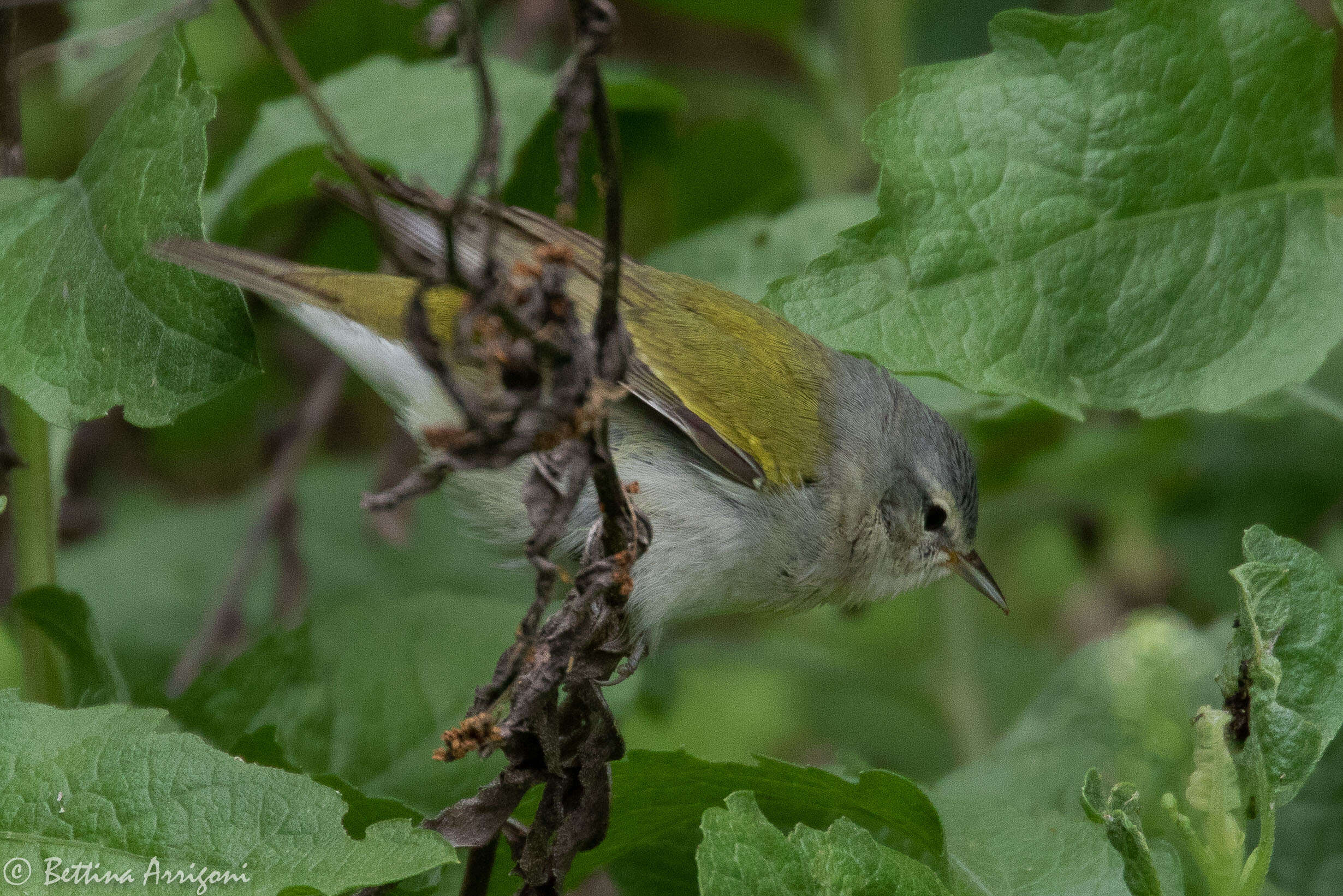 Image of Tennessee Warbler