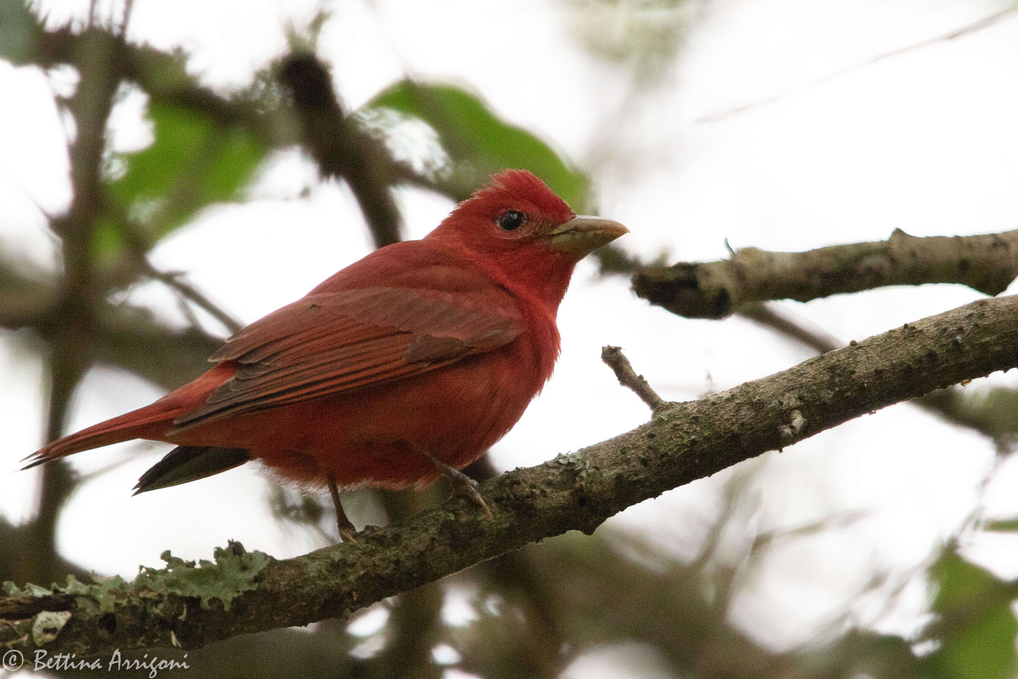 Image of Summer Tanager