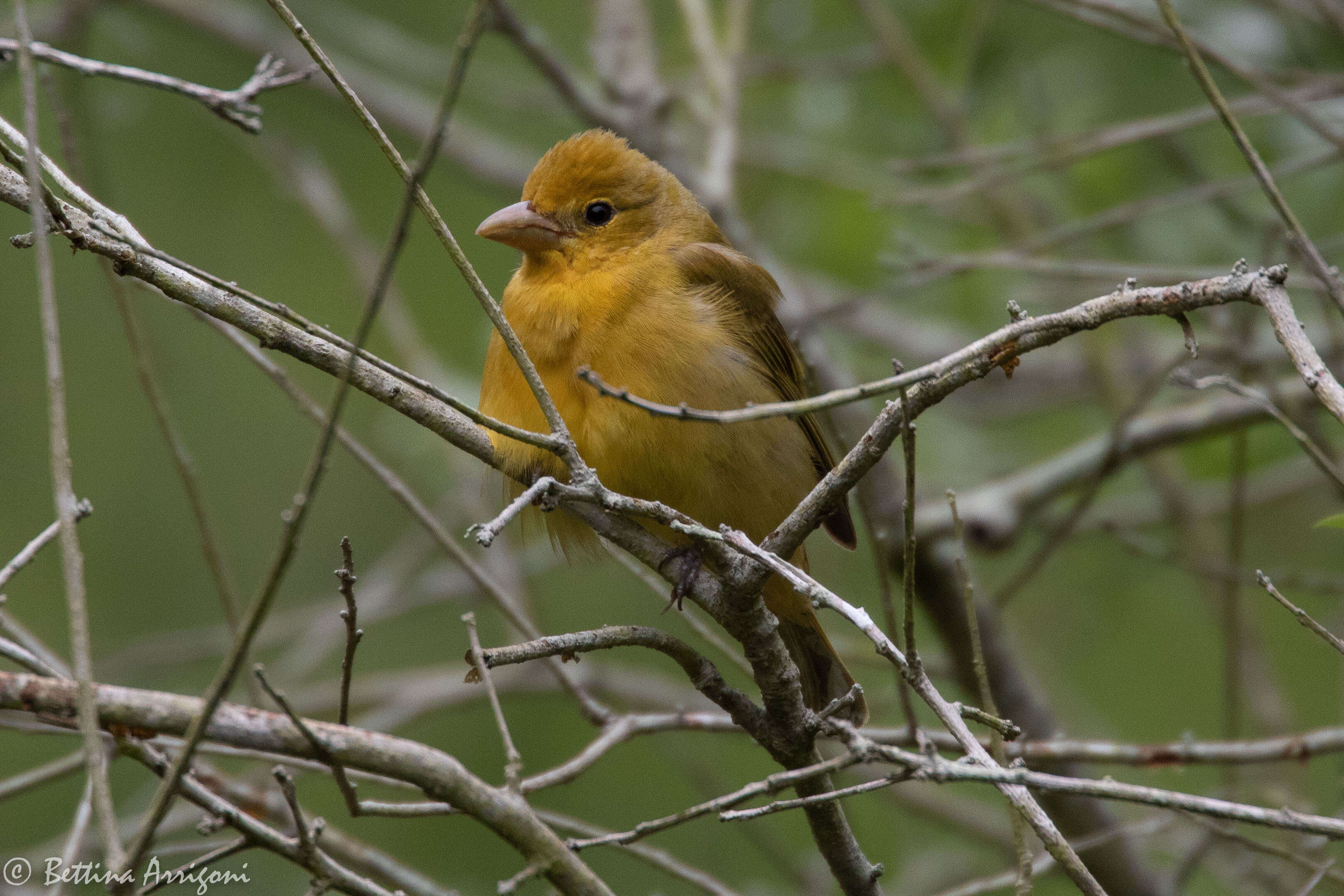 Image of Summer Tanager