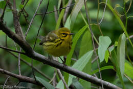 Setophaga discolor (Vieillot 1809) resmi