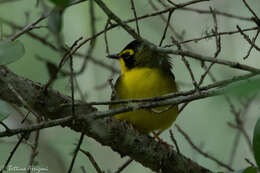 Geothlypis formosa (Wilson & A 1811) resmi