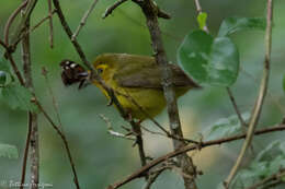 Geothlypis formosa (Wilson & A 1811) resmi