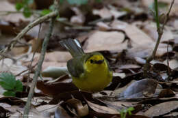 Image of Hooded Warbler