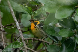 Image of Blackburnian Warbler