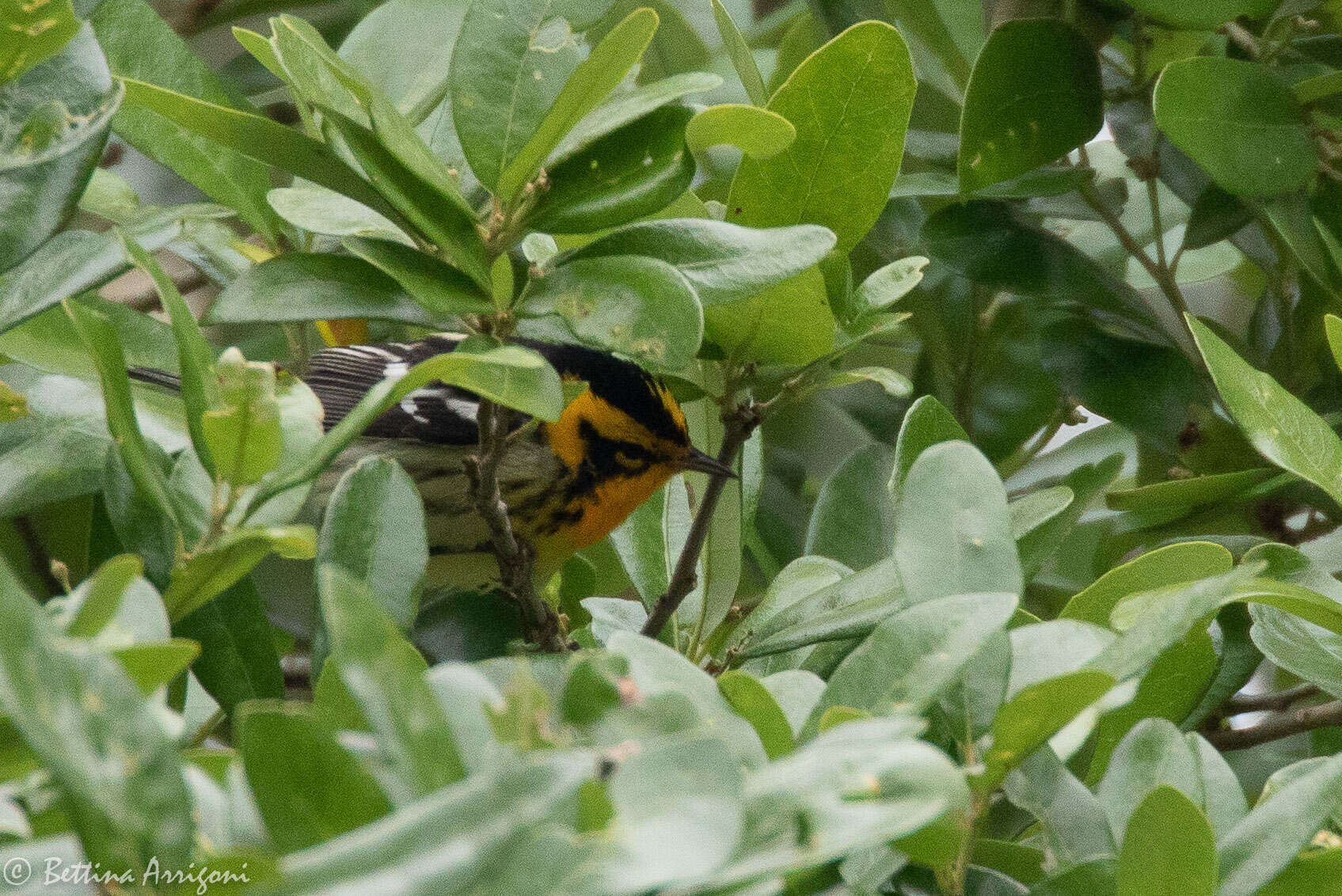 Plancia ëd Setophaga fusca (Müller & Pls 1776)