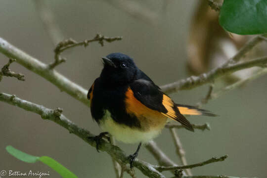 Image of American Redstart