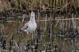 Image of Stilt Sandpiper