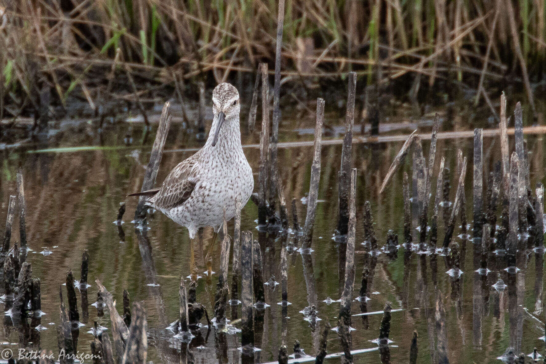 Image of Stilt Sandpiper