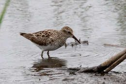 Image of Least Sandpiper