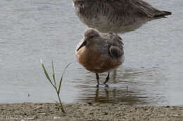 Image of Knot