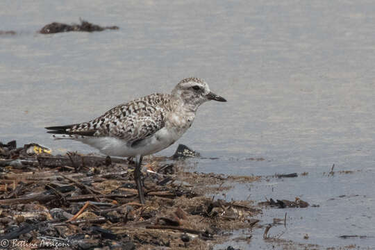 Image of Pluvialis Brisson 1760