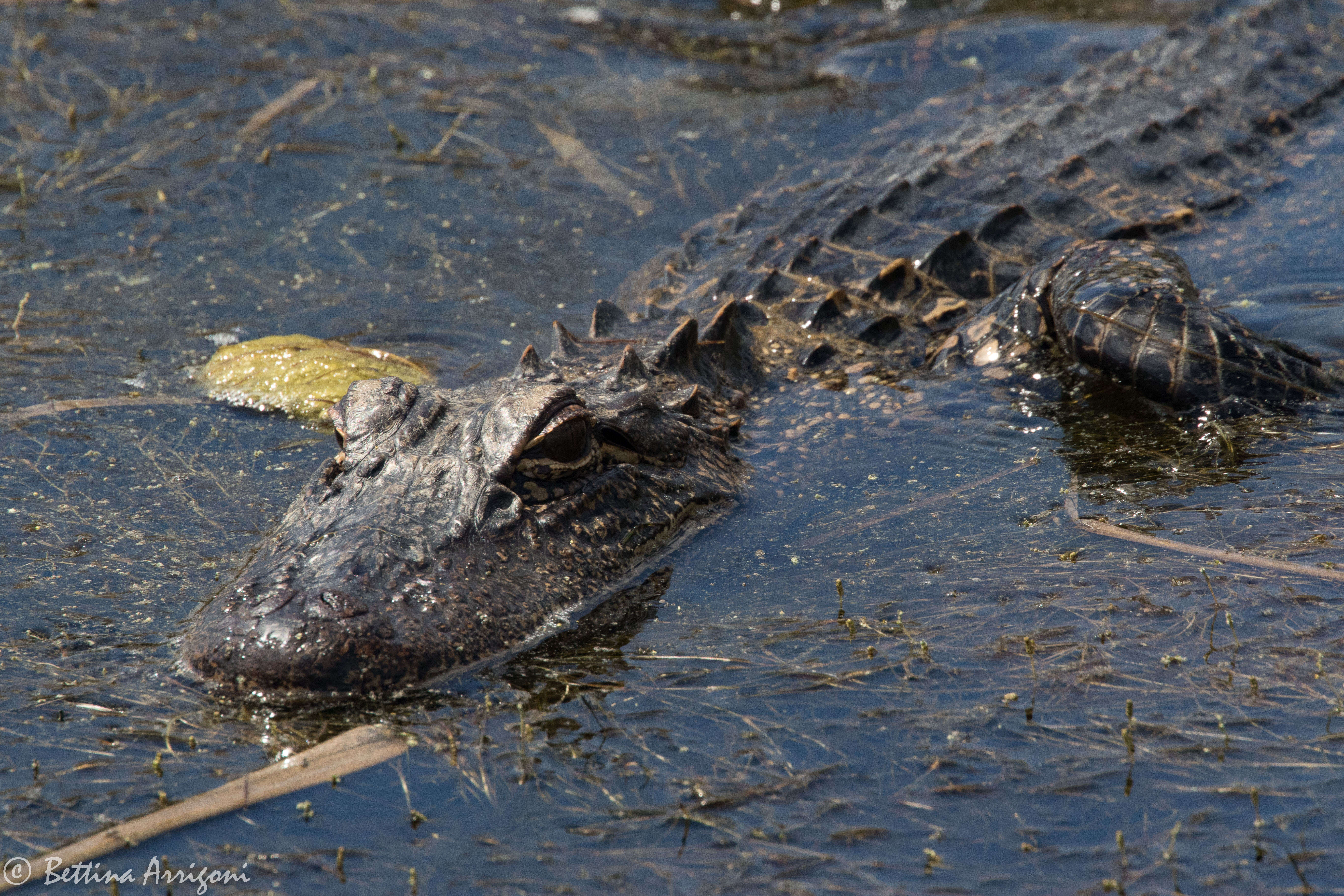 Image of alligators